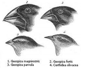 Seleção Natural