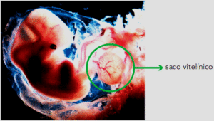 Saco Vitelínico